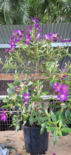 Tibouchina Jazzie