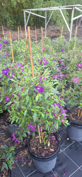 Tibouchina Jazzie