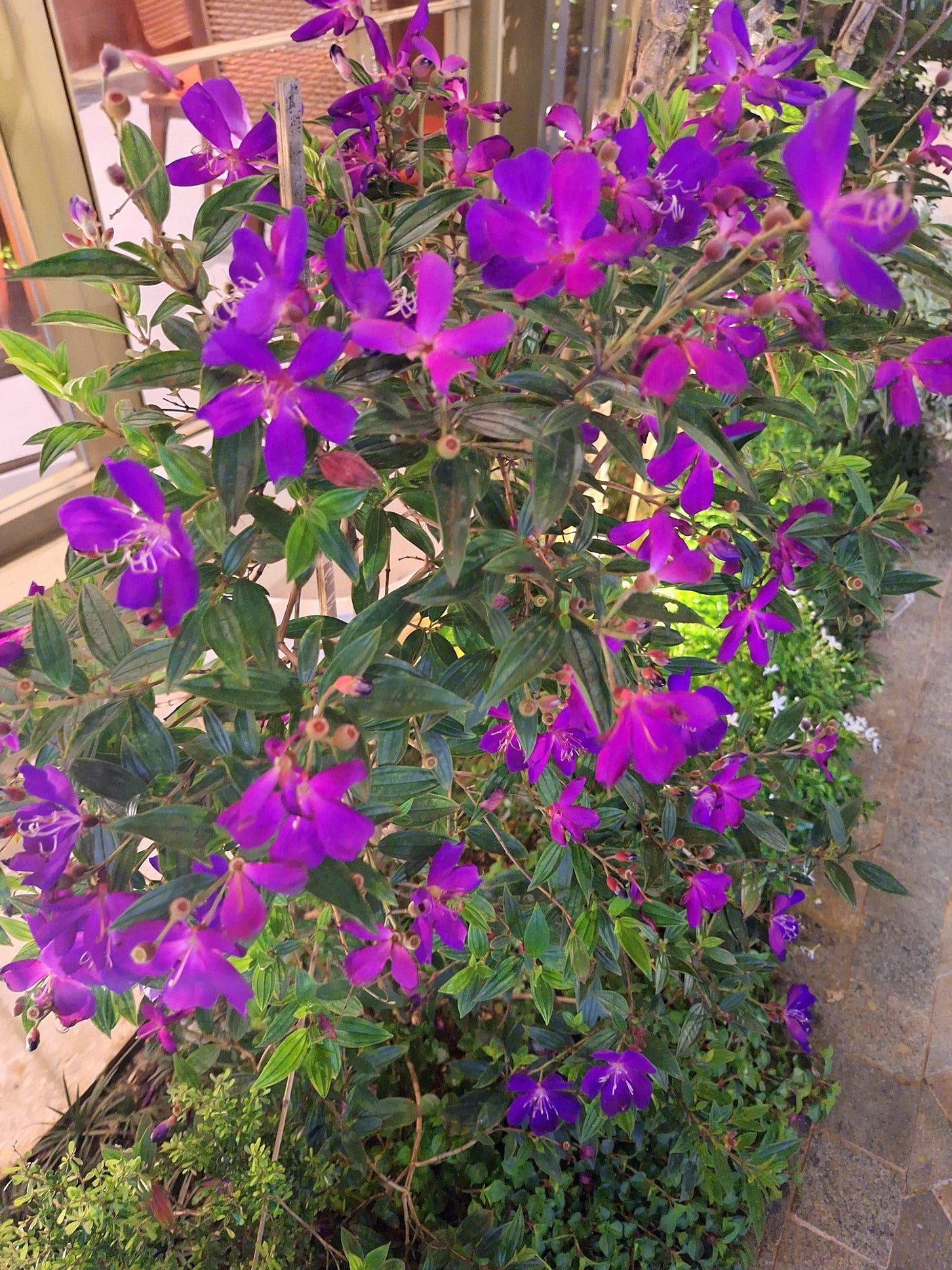 Tibouchina granulosa Jules