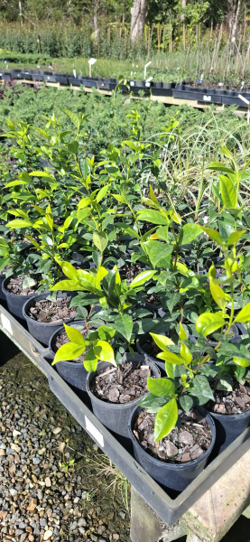 Trachelospermum jasminoides