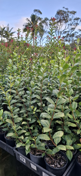 Trachelospermum jasminoides