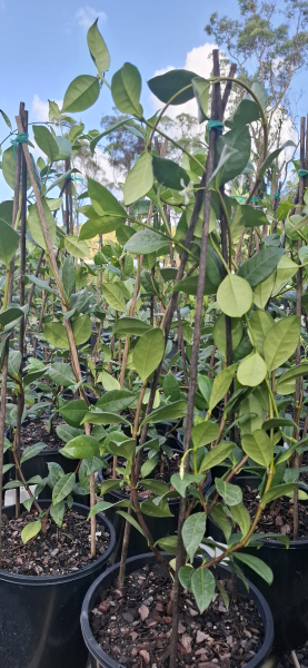 Trachelospermum jasminoides