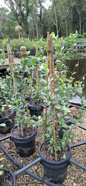 Trachelospermum jasminoides