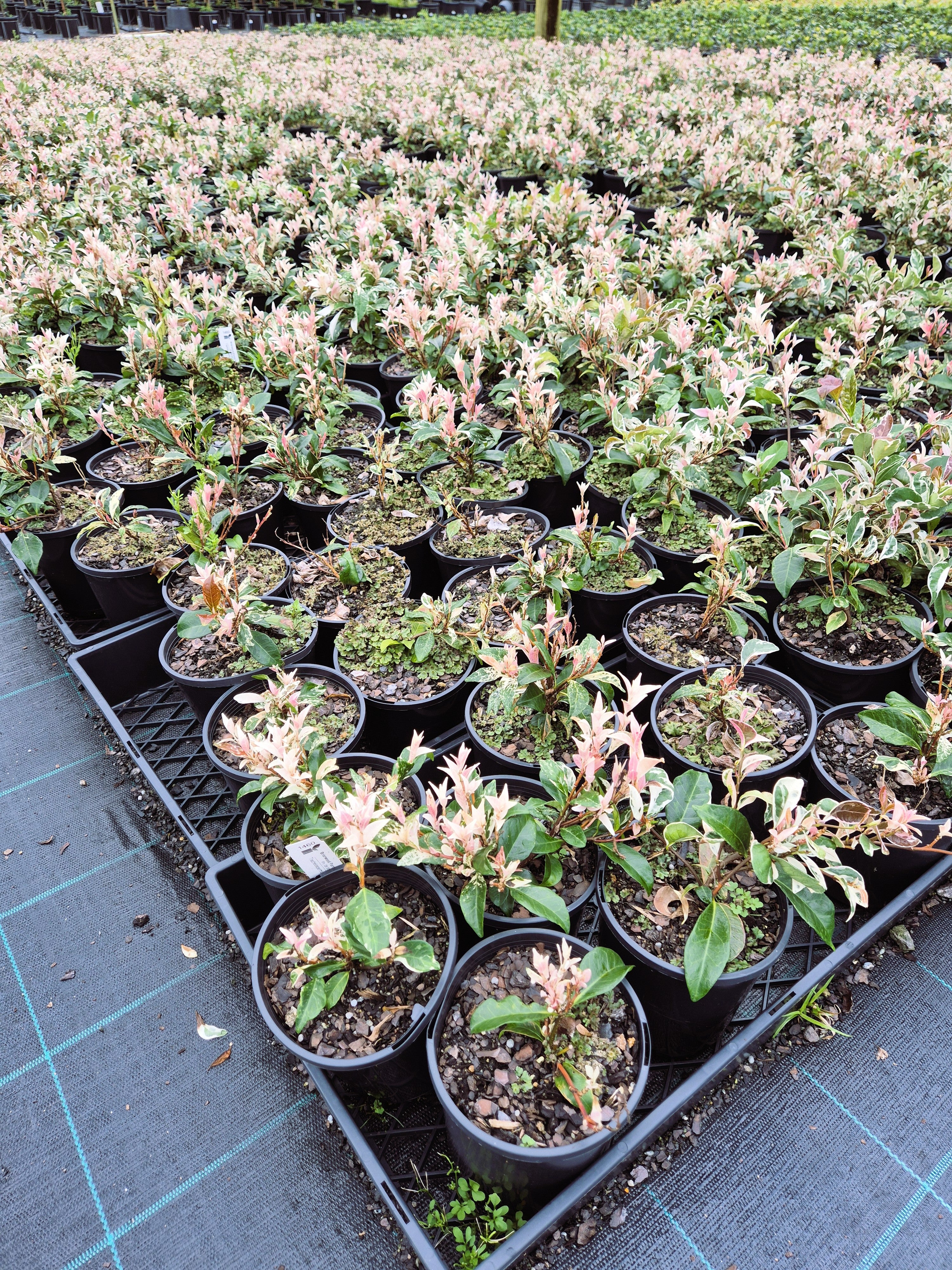 Trachelospermum jasminoides Tricolor (Tricolour)