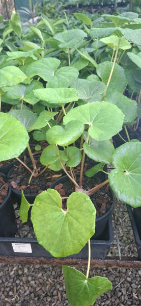 Ligularia dentata reniformis Tractor Seat Plant