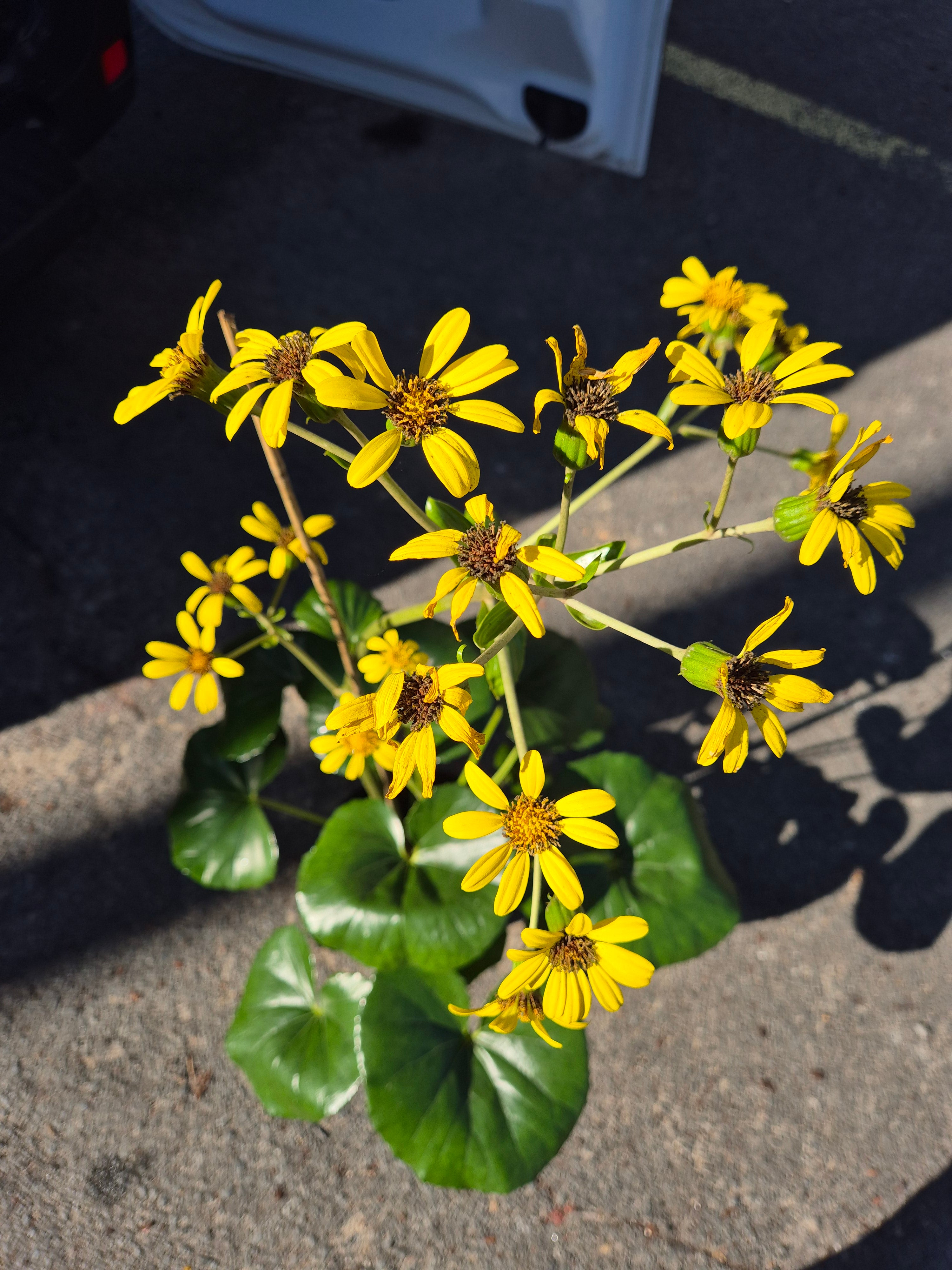 Ligularia dentata reniformis Tractor Seat Plant