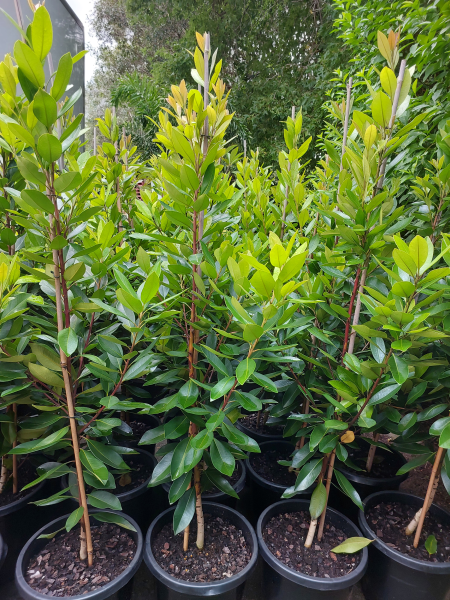 Tristaniopsis laurina Luscious