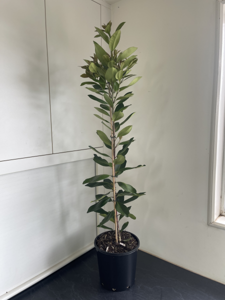 Tristaniopsis laurina Luscious