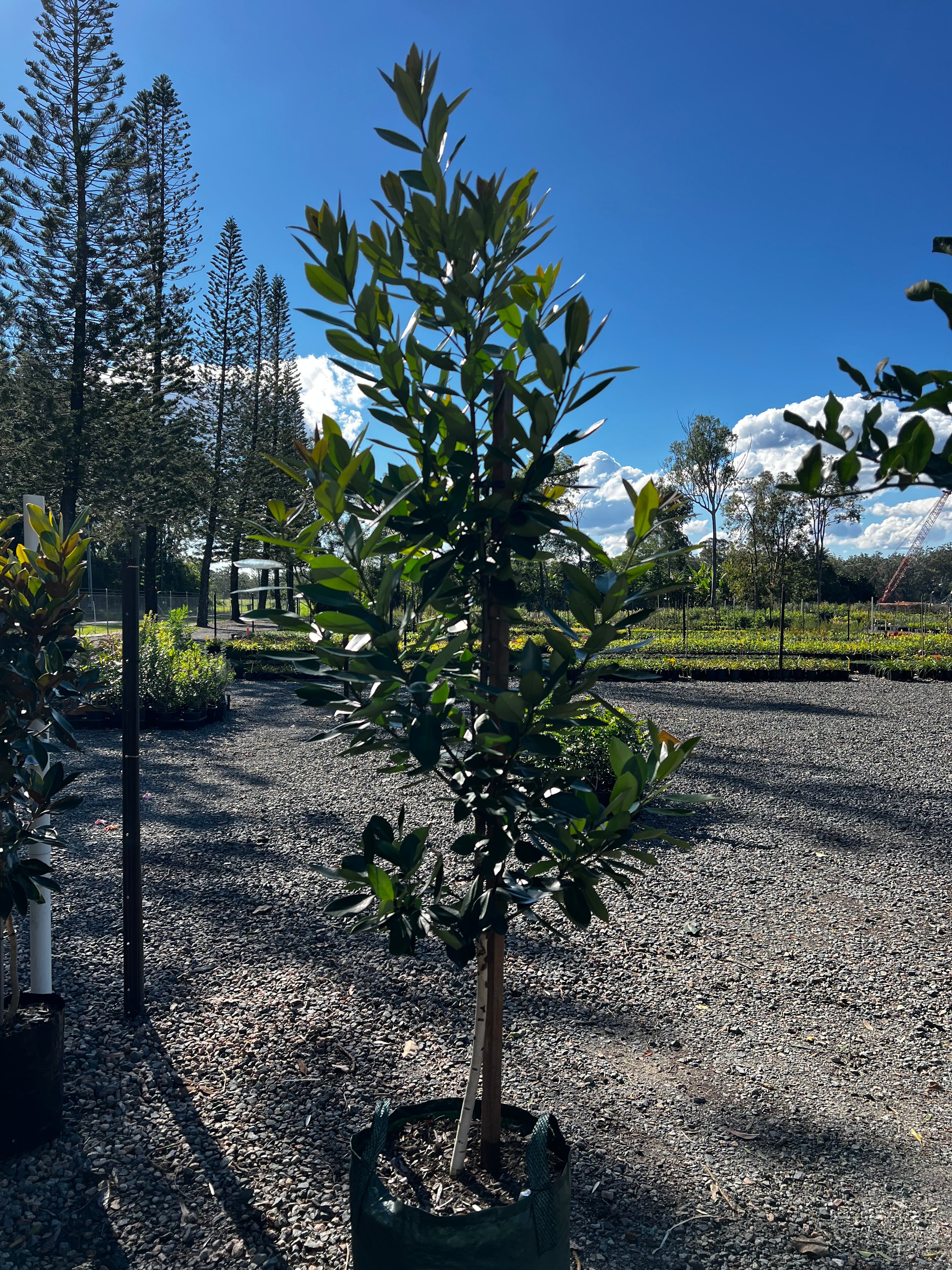 Tristaniopsis laurina Luscious