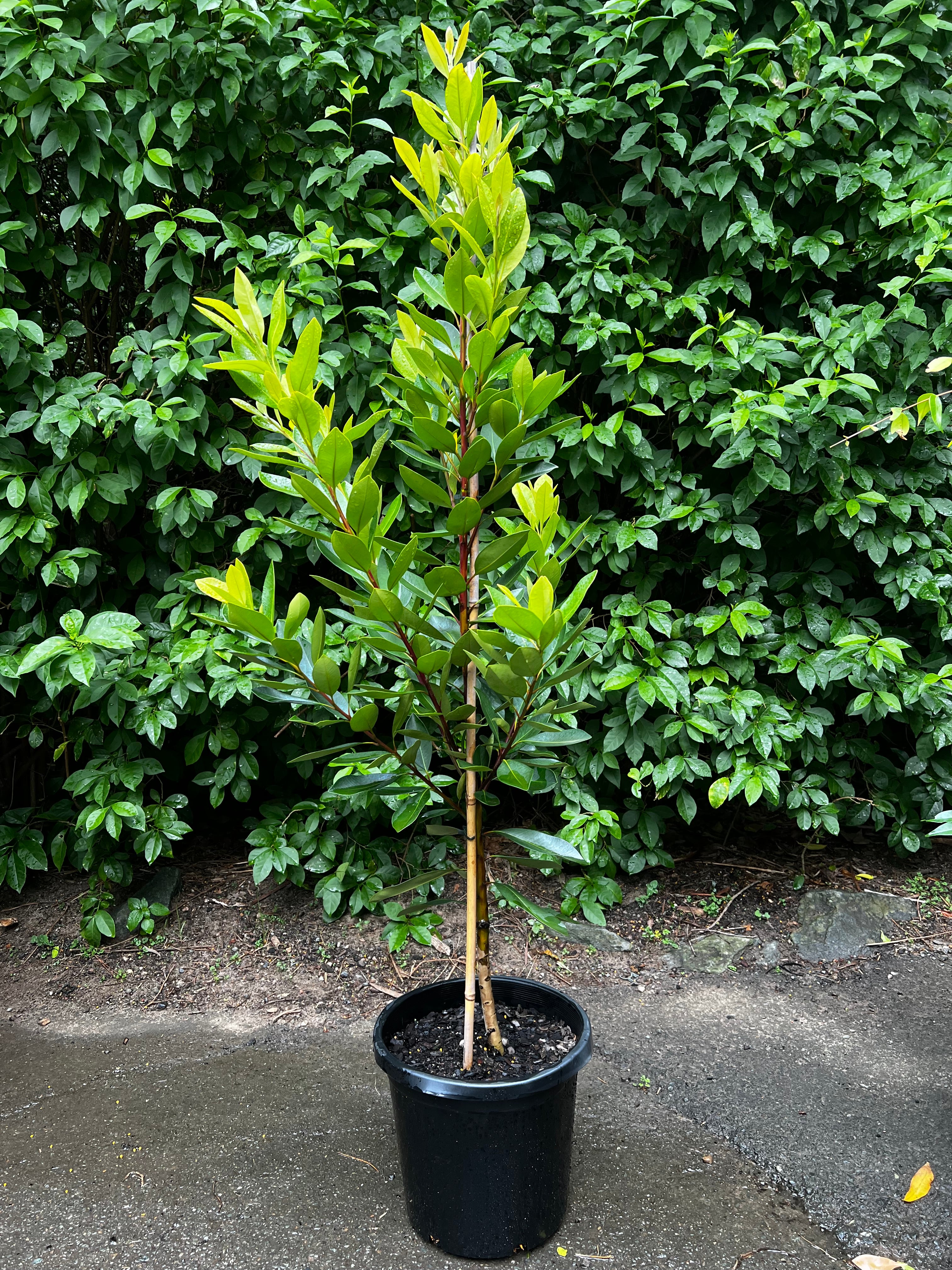 Tristaniopsis laurina Luscious