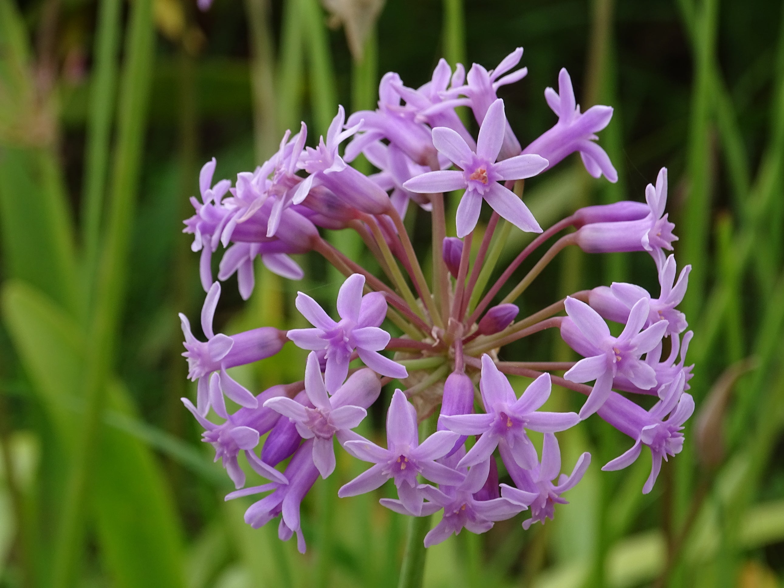 Society Garlic Tulbaghia violacea