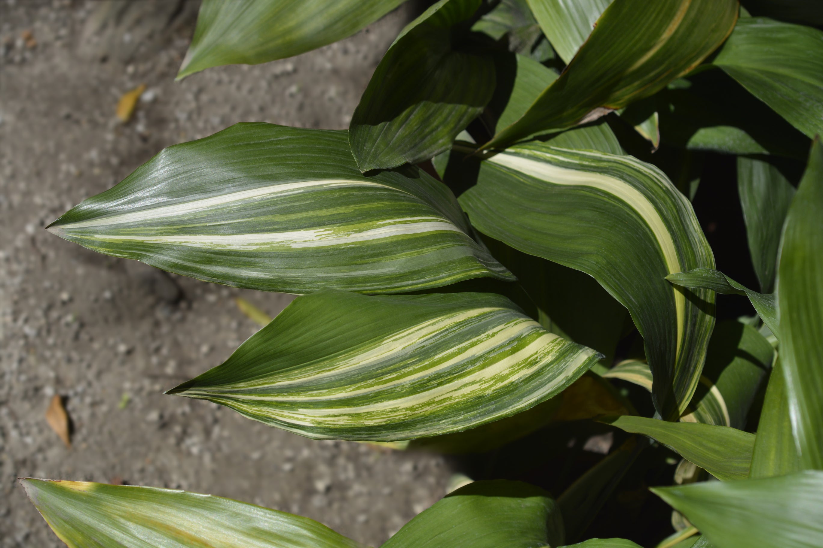 Aspidistra elatior Variegata