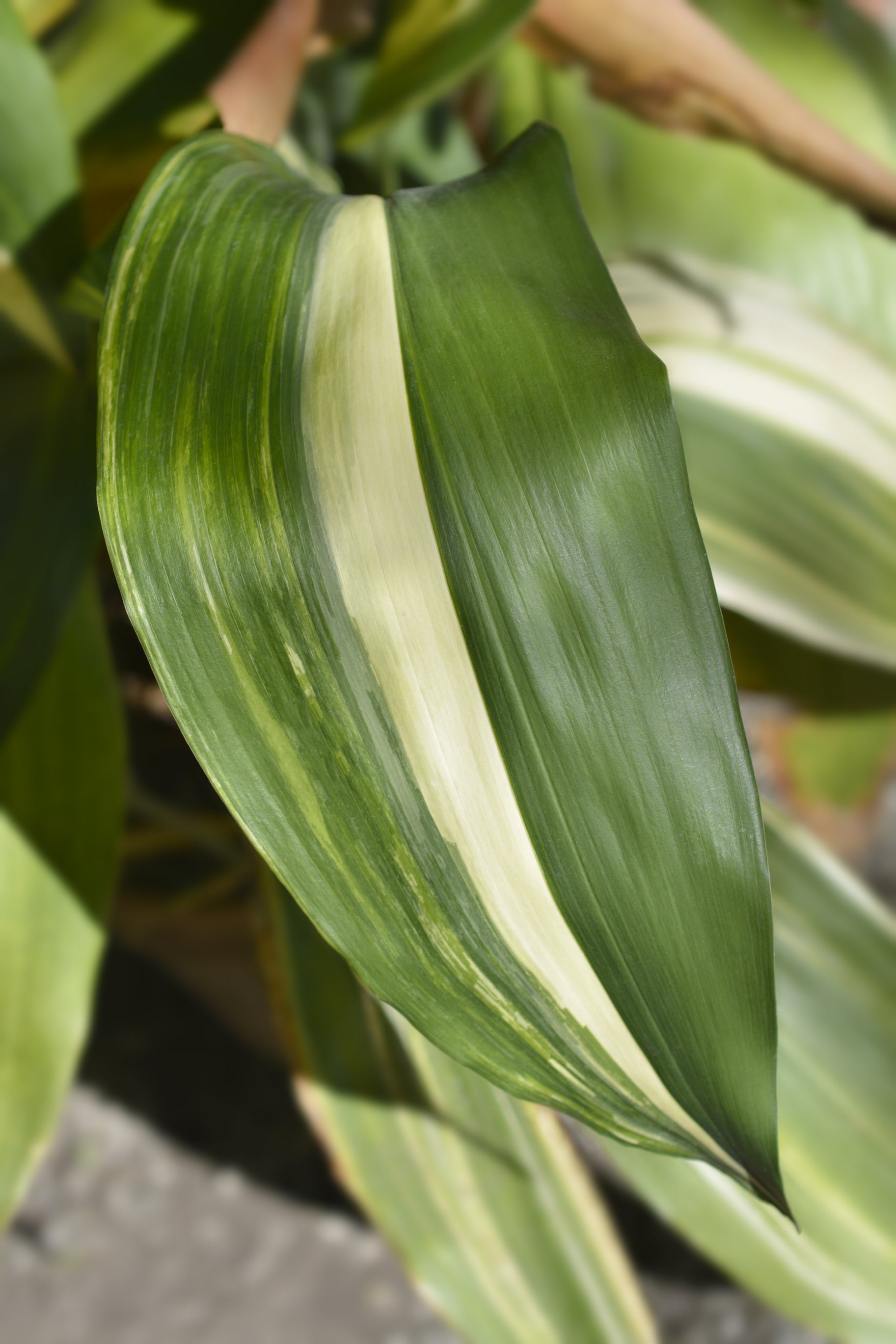 Aspidistra elatior Variegata