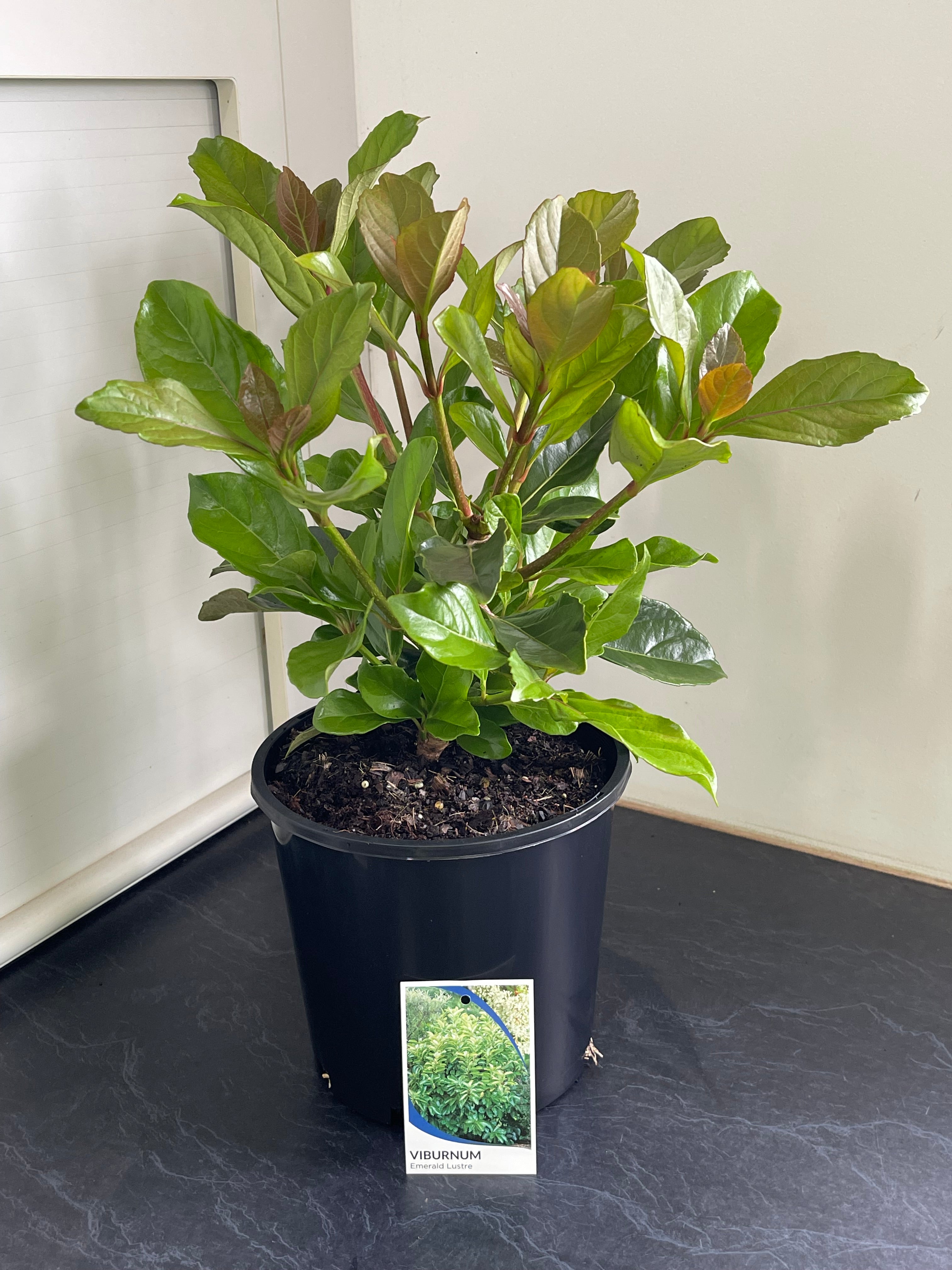 Viburnum odoratissimum Emerald Lustre