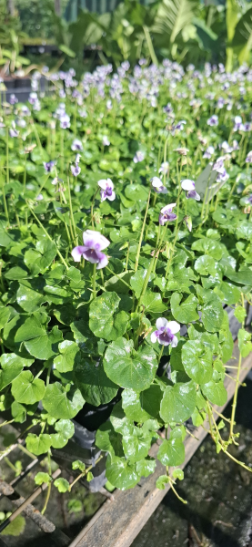 Viola hederacea