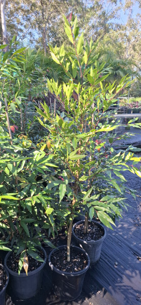 Waterhousia floribunda Weeping Lilly Pilly