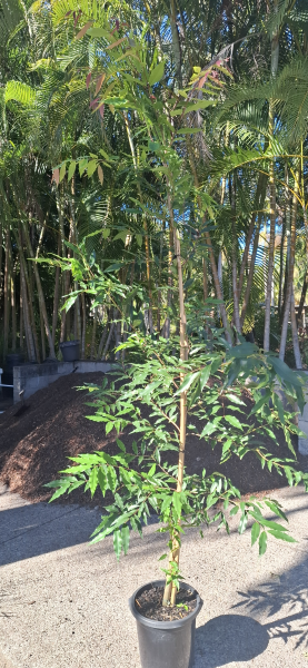 Waterhousia floribunda Weeping Lilly Pilly