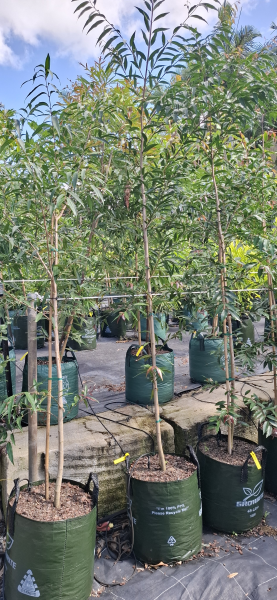 Waterhousia floribunda Weeping Lilly Pilly