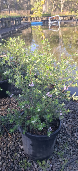 Westringia hyb. NARINGA