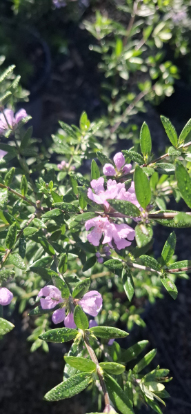 Westringia hyb. NARINGA