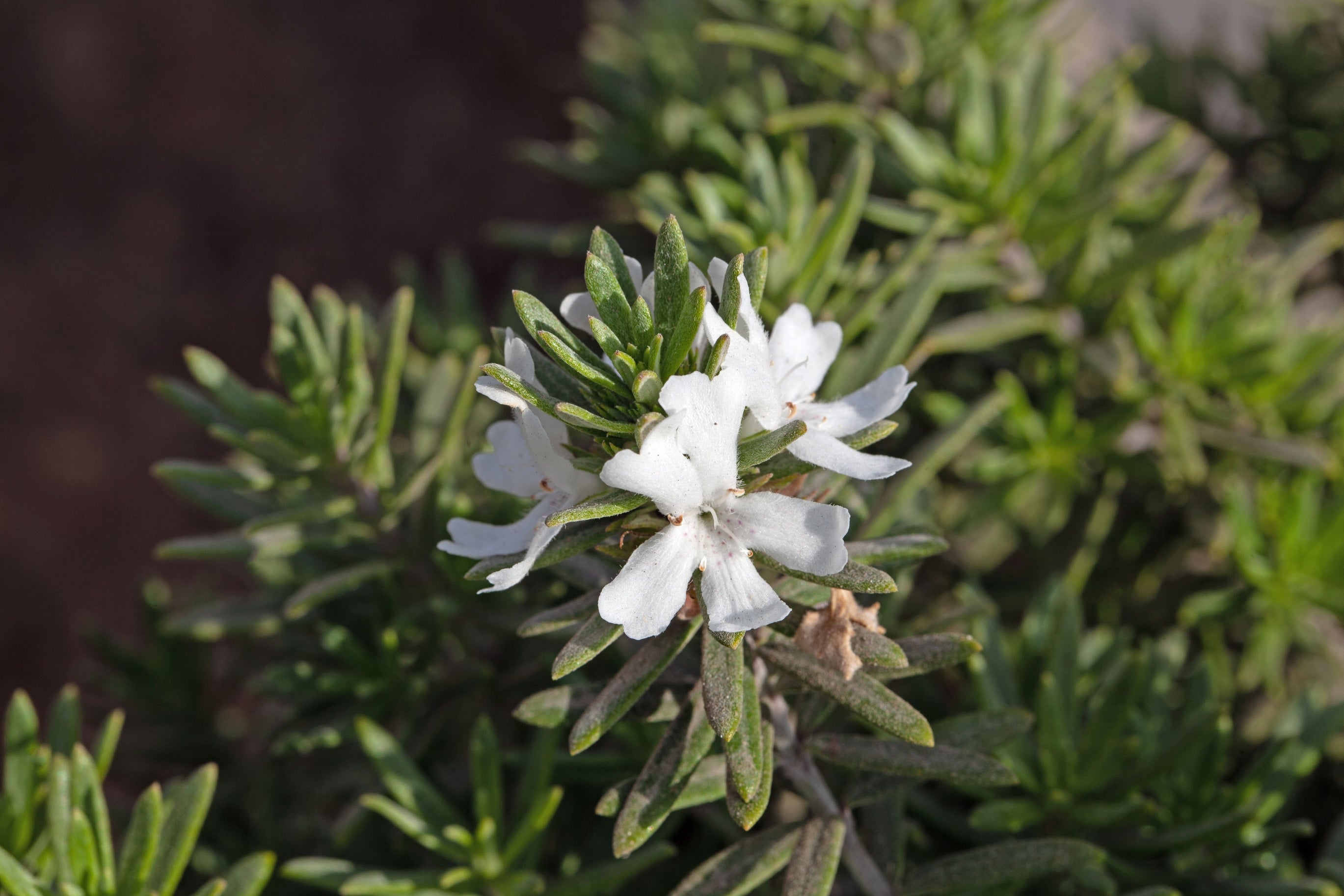 Westringia fruticosa MUNDI