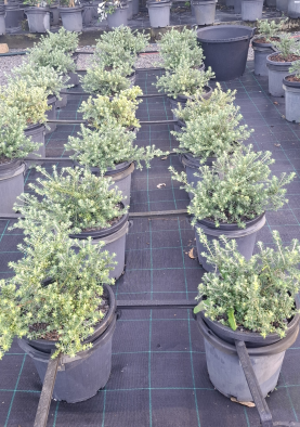 Westringia fruticosa Zena