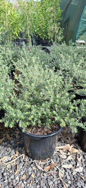 Westringia fruticosa Zena