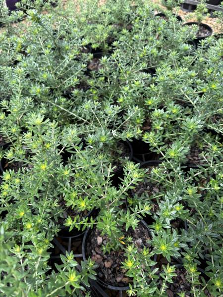 Westringia fruticosa Zena