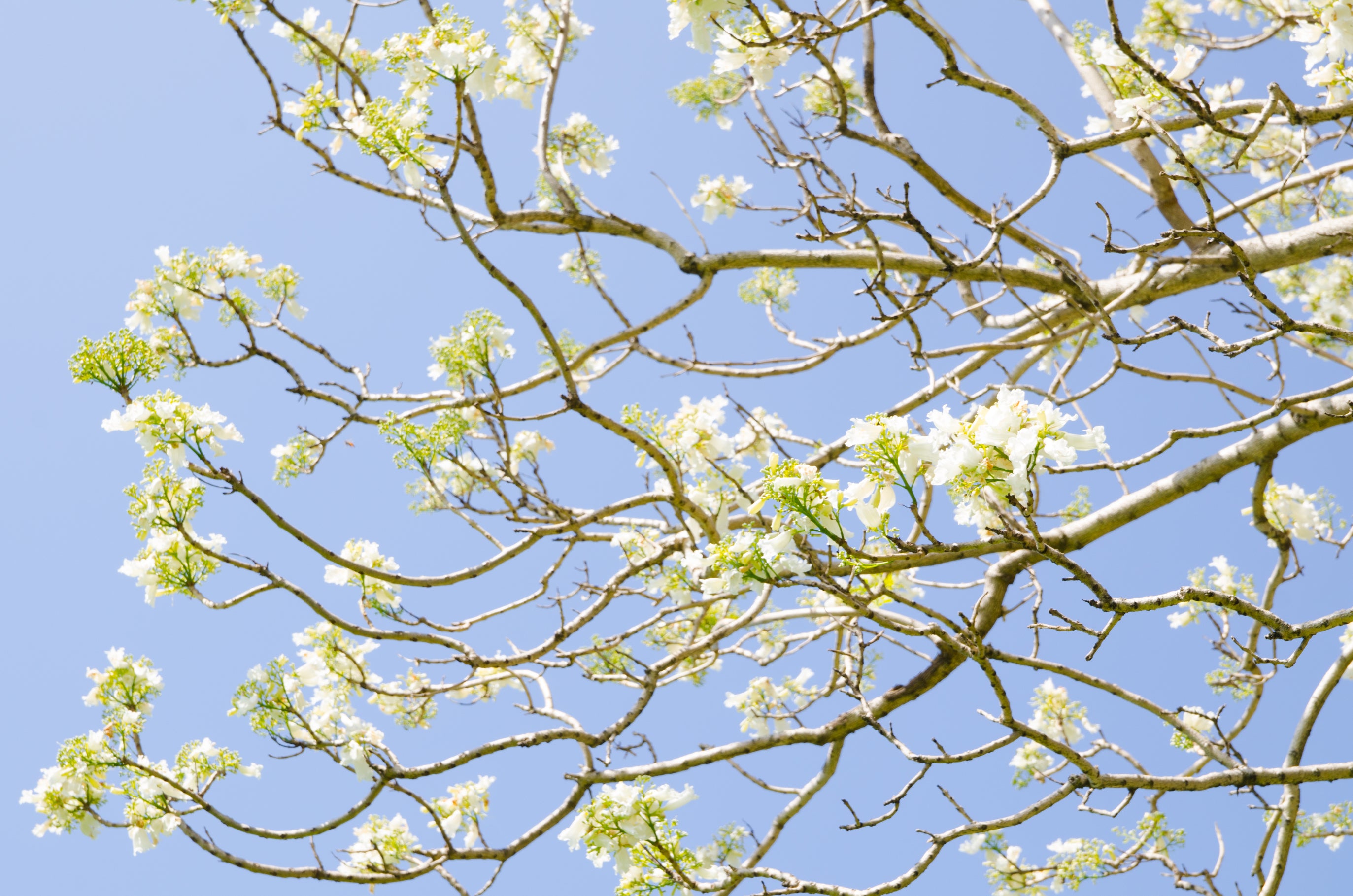 Jacaranda mimosifolia alba White Grafted