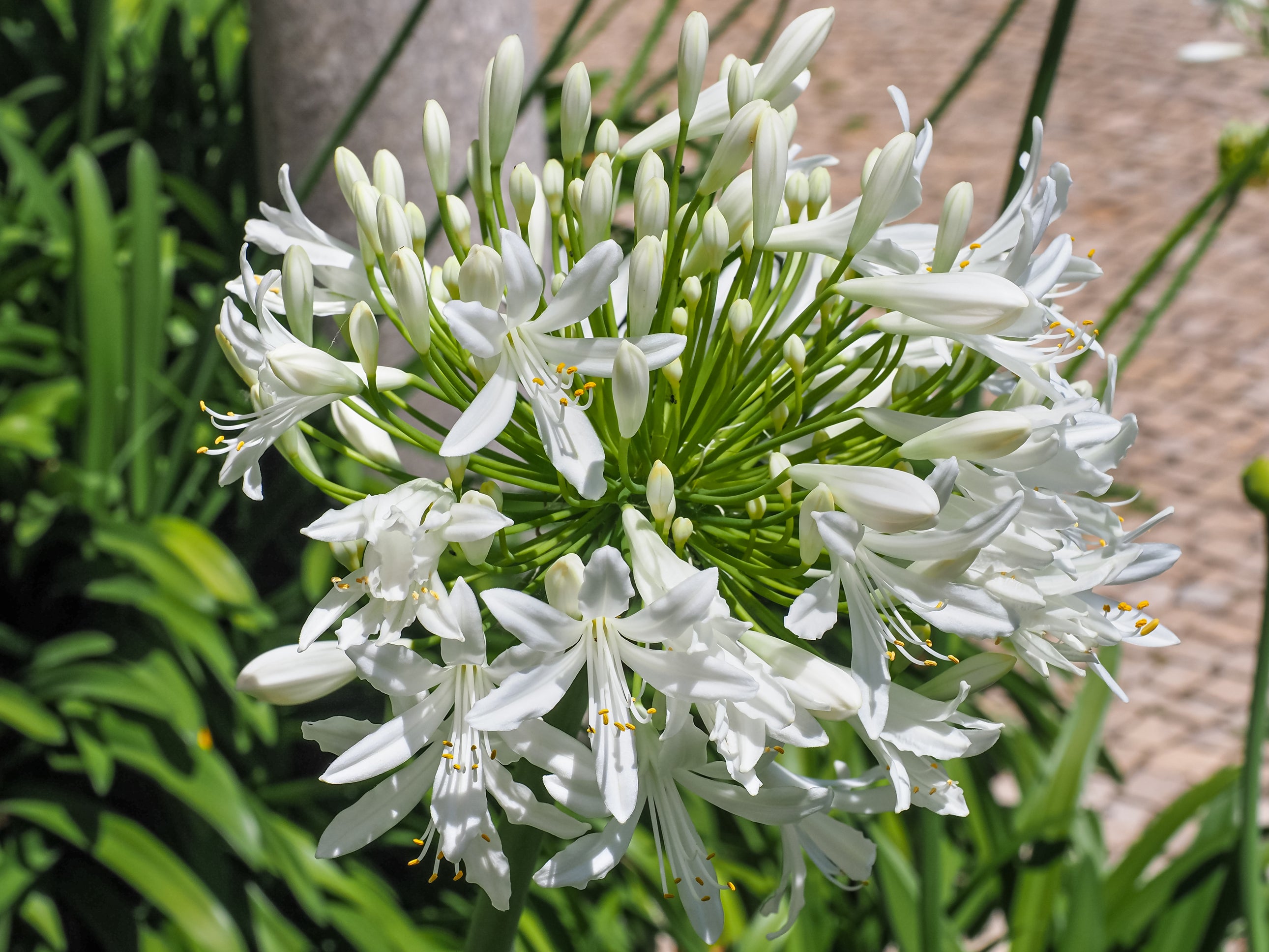 Agapanthus orientalis White