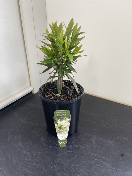 Xanthostemon verticillatus Little Penda