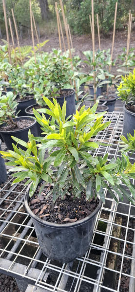 Xanthostemon verticillatus Little Penda