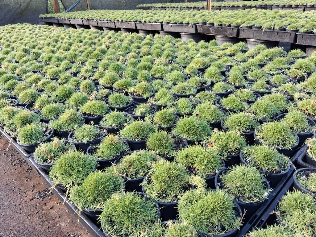 Zoysia tenuifolia