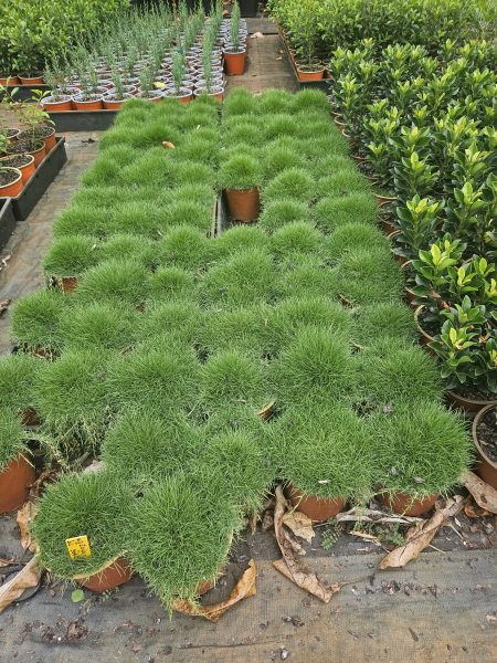 Zoysia tenuifolia