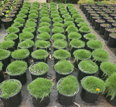 Zoysia tenuifolia
