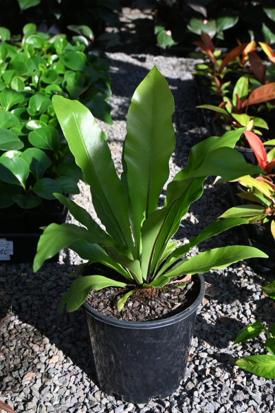 Asplenium australasicum Birds Nest Fern