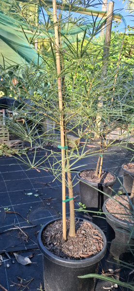 Brachychiton rupestris Queensland Bottle Tree