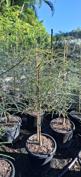 Brachychiton rupestris Queensland Bottle Tree