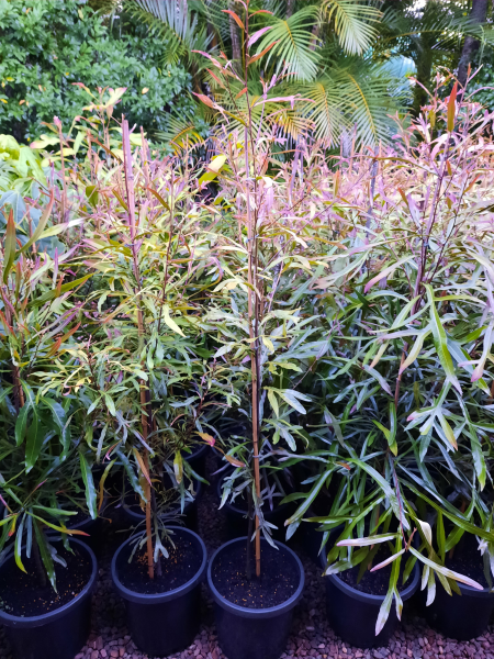 Buckinghamia celsissima