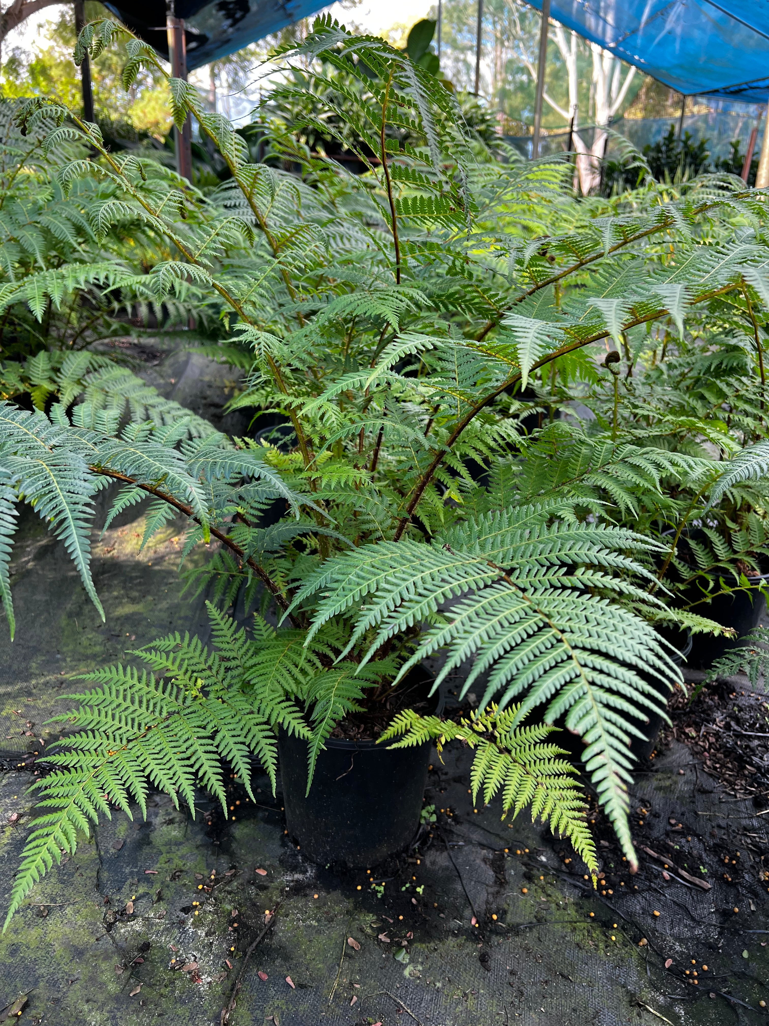Cyathea australis
