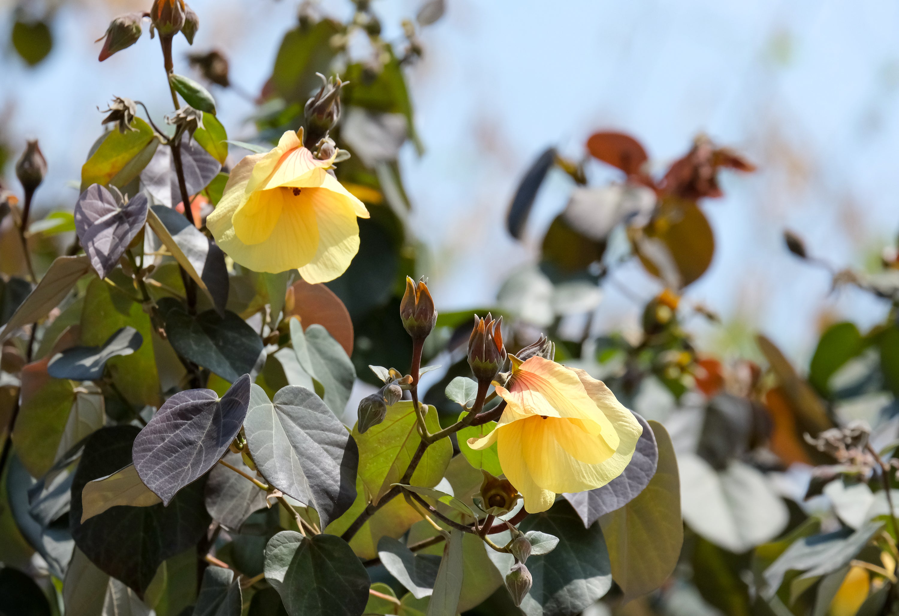Hibiscus tiliaceus Rubra (syn. Talipariti)