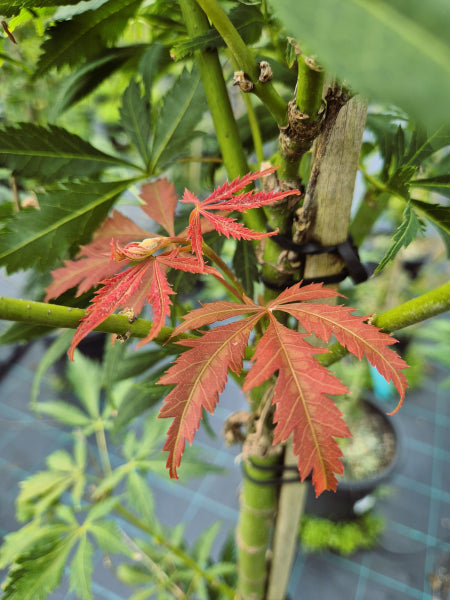 Acer palmatum Elegans