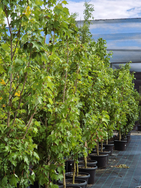 Acer rubrum Fairview Flame