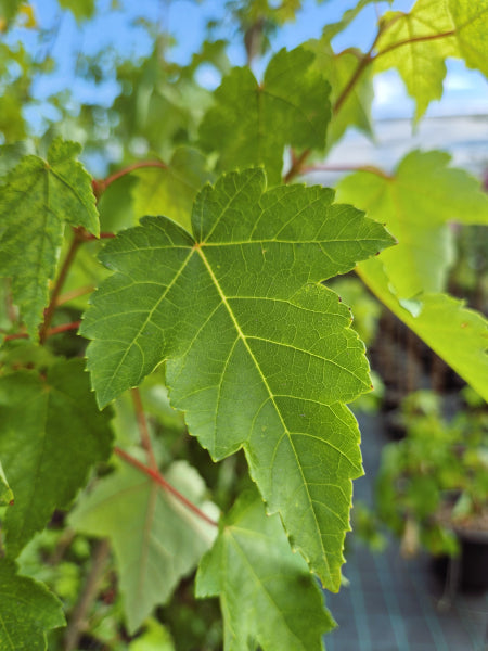 Acer rubrum Fairview Flame