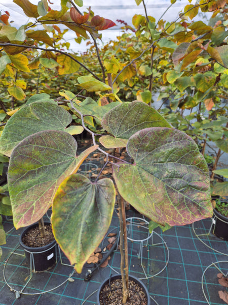Cercis Canadensis Forest Pansy