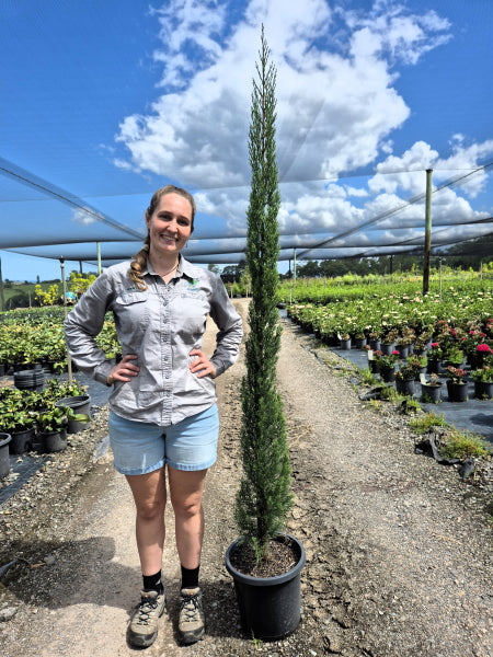 Cupressus sempervirens Glauca