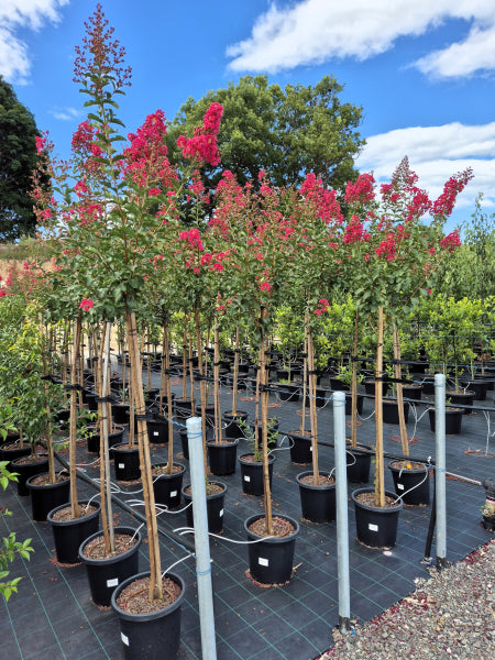 Lagerstroemia Tuscarora Crepe Myrtle