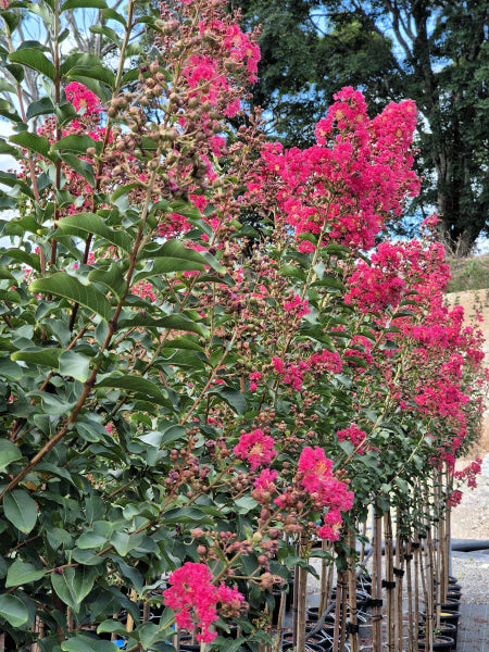 Lagerstroemia Tuscarora Crepe Myrtle
