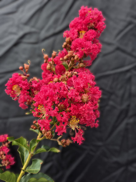 Lagerstroemia Tuscarora Crepe Myrtle