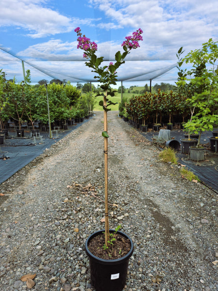 Lagerstroemia Zuni Crepe Myrtle